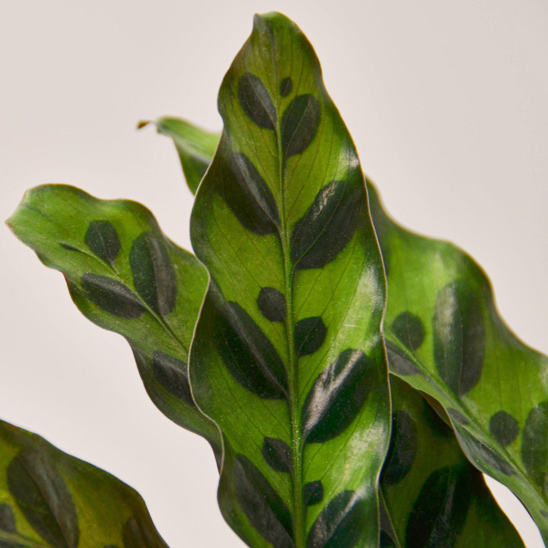 Calathea Lancifolia 'Rattlesnake' - House Plant Shop