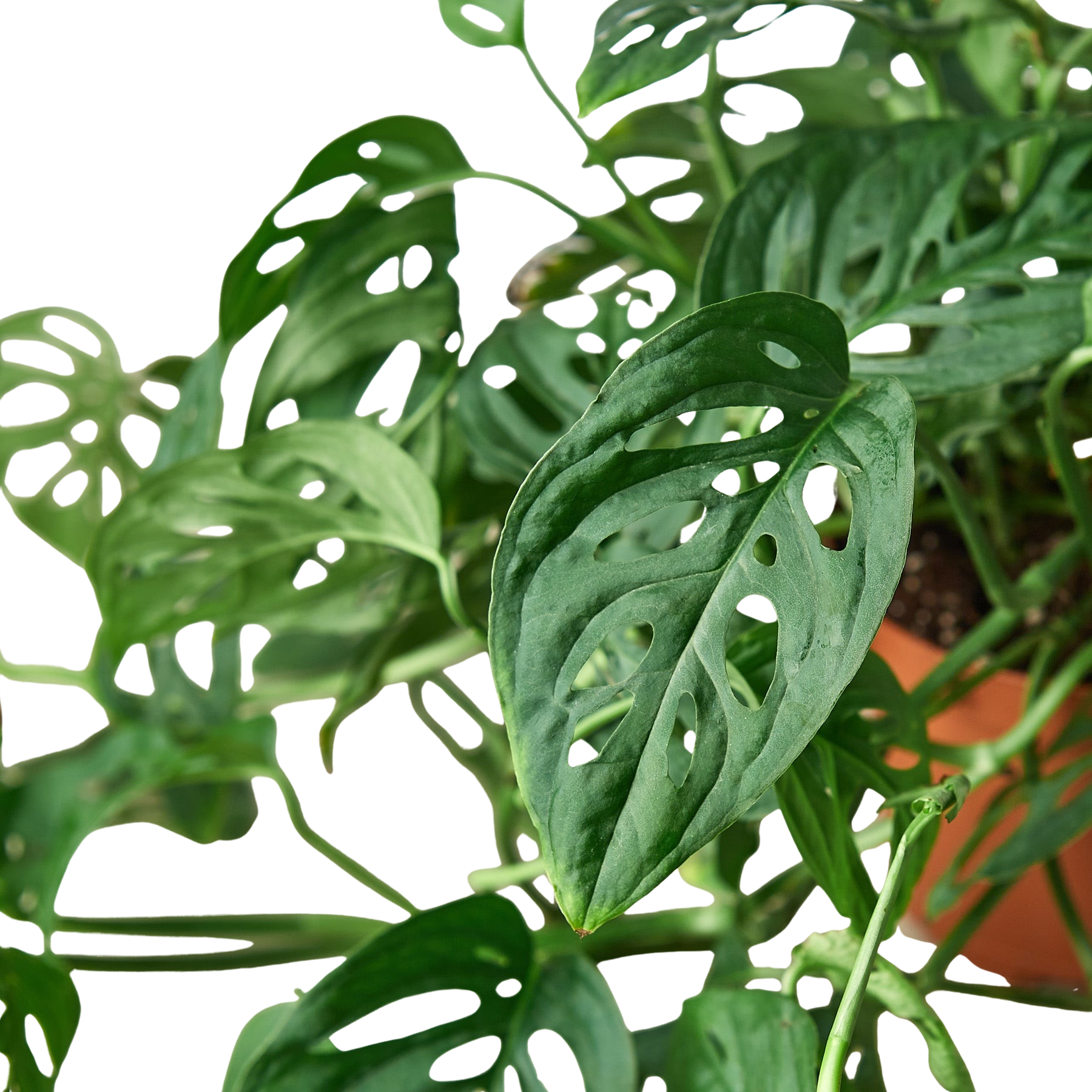 Monstera Adansonii 'Swiss Cheese'