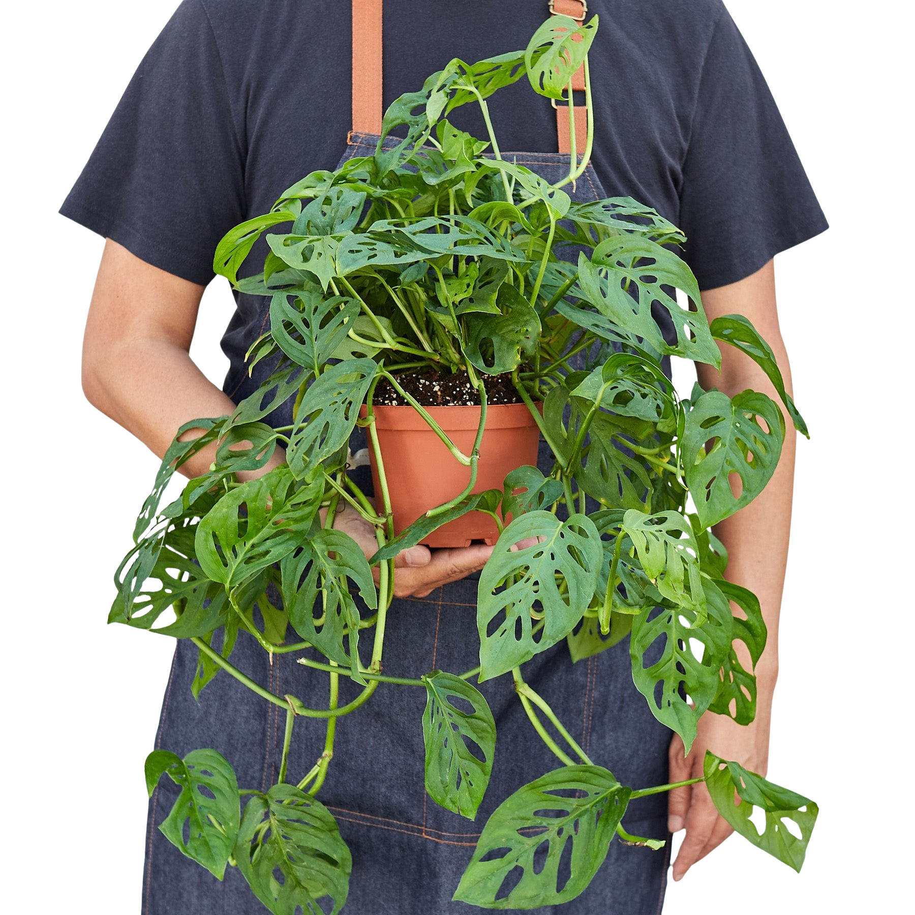 Monstera Adansonii 'Swiss Cheese'