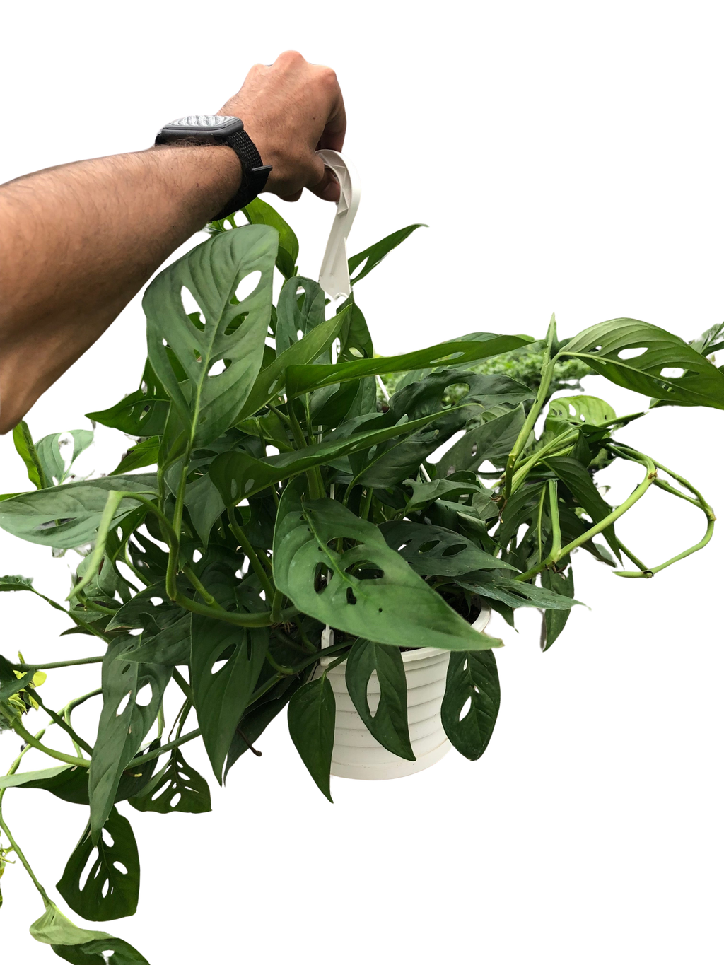 Monstera Adansonii 'Swiss Cheese'