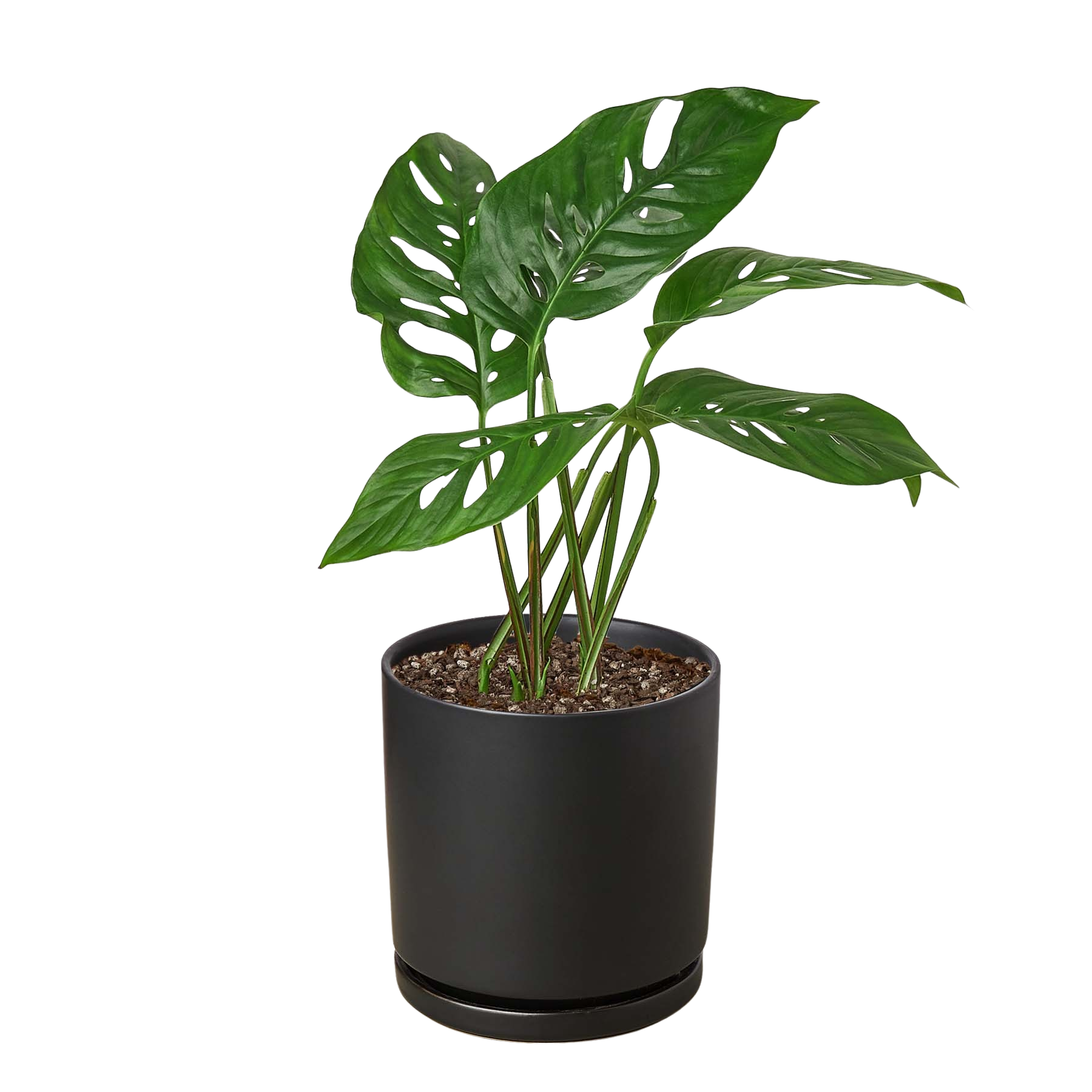 Monstera Adansonii 'Swiss Cheese'