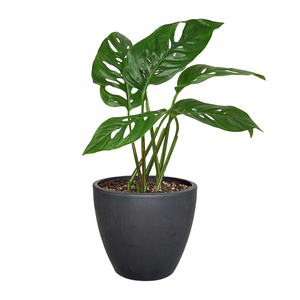 Monstera Adansonii 'Swiss Cheese'