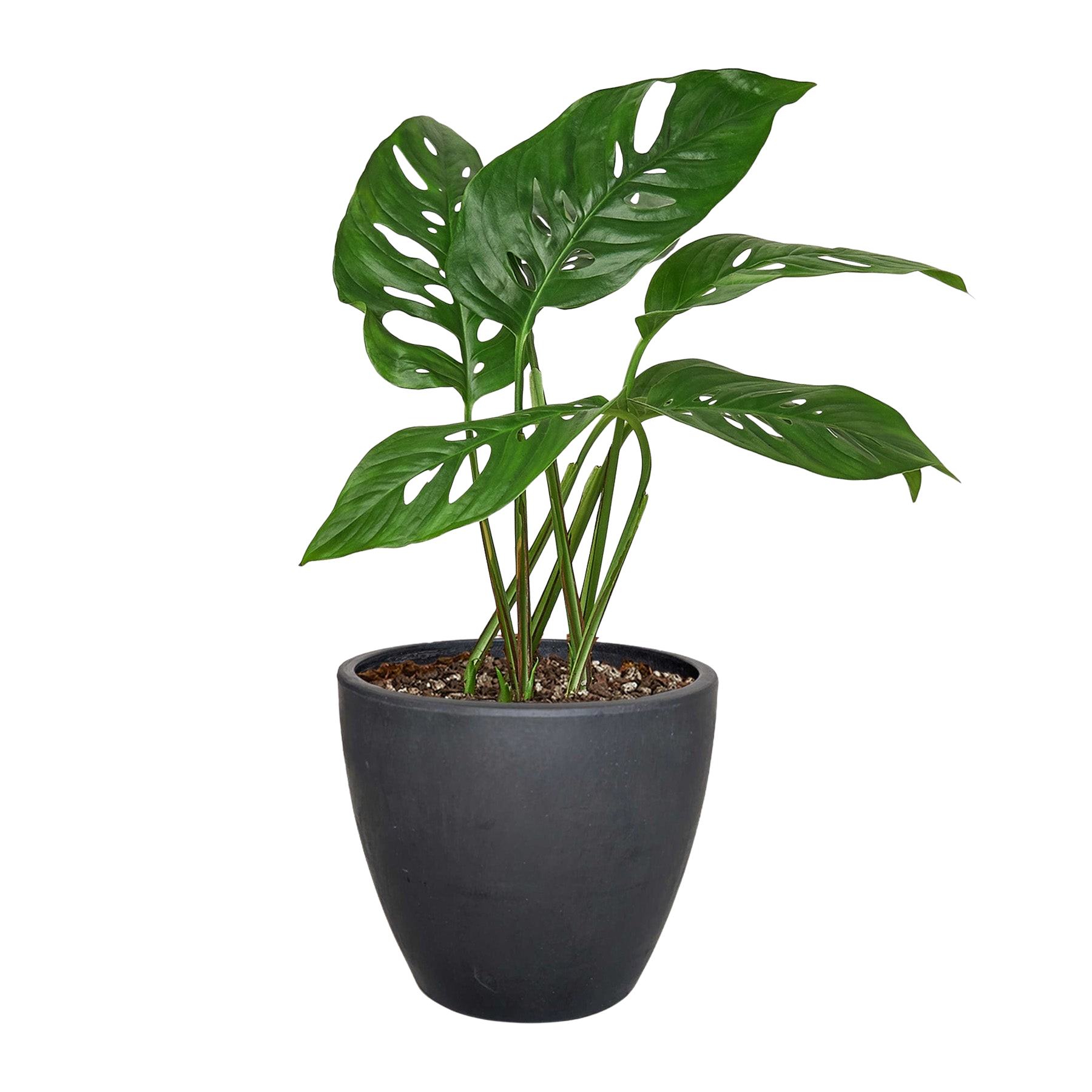 Monstera Adansonii 'Swiss Cheese'