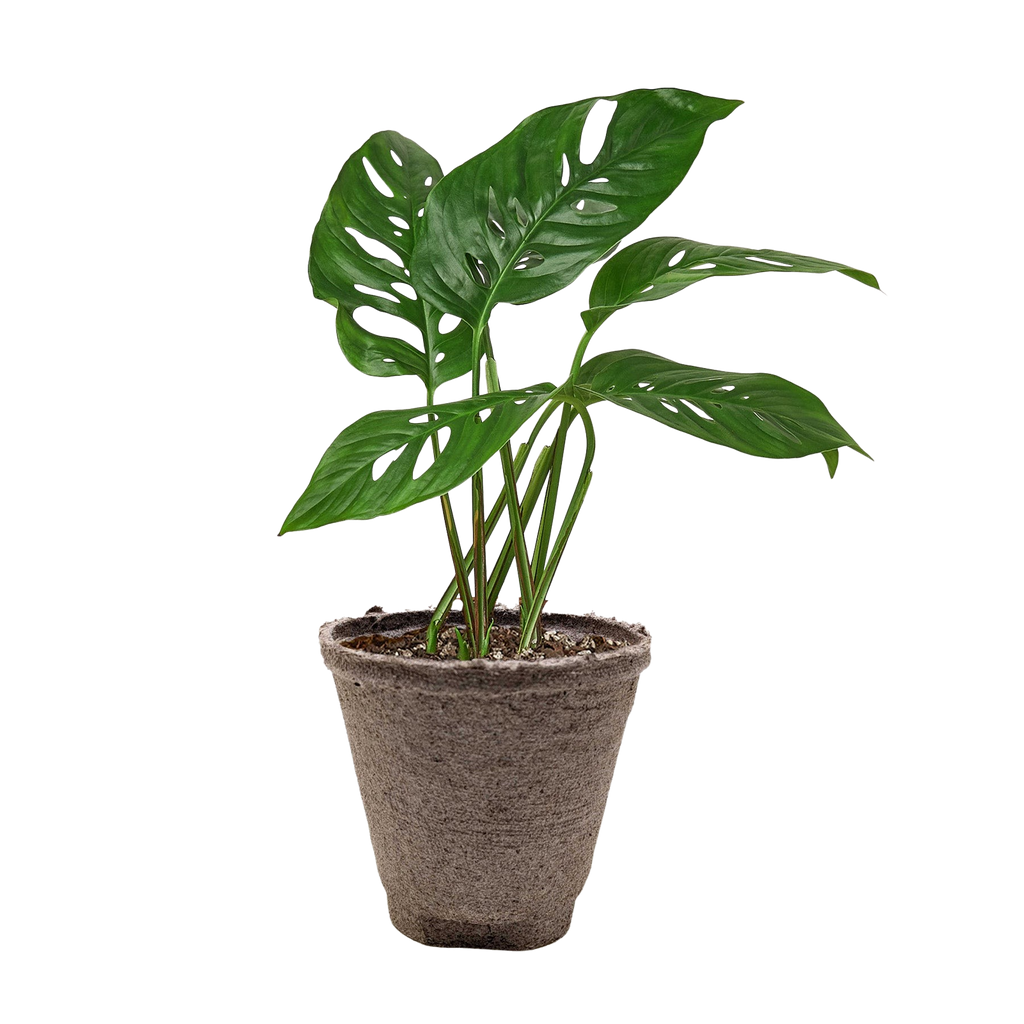 Monstera Adansonii 'Swiss Cheese'