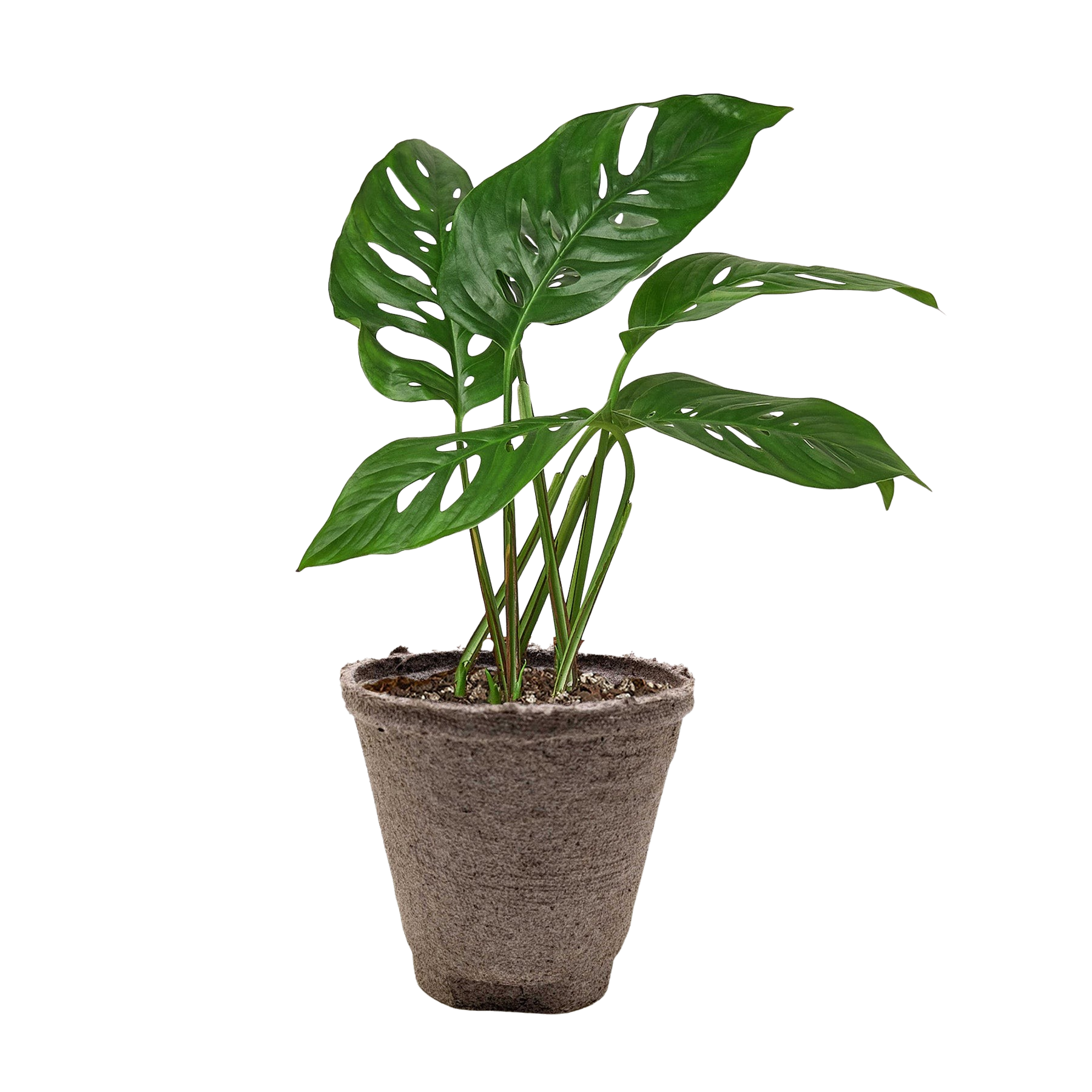 Monstera Adansonii 'Swiss Cheese'