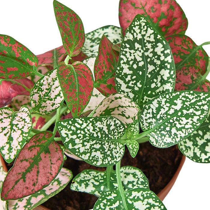 Polka Dot Plant