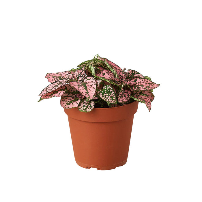 Polka Dot Plant