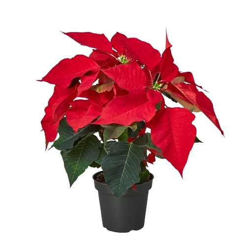 Poinsettia