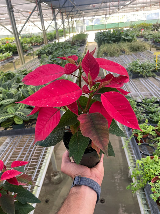 Poinsettia