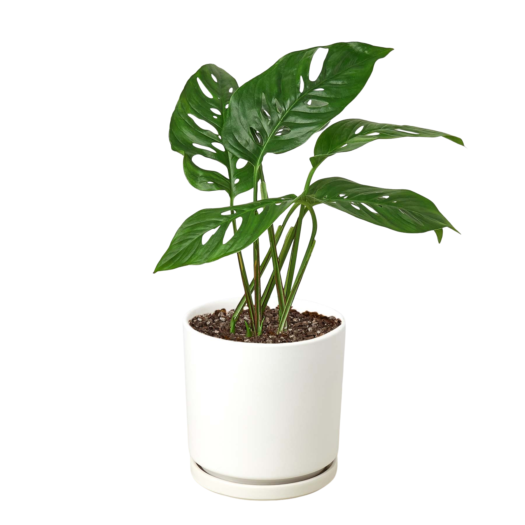 Monstera Adansonii 'Swiss Cheese'