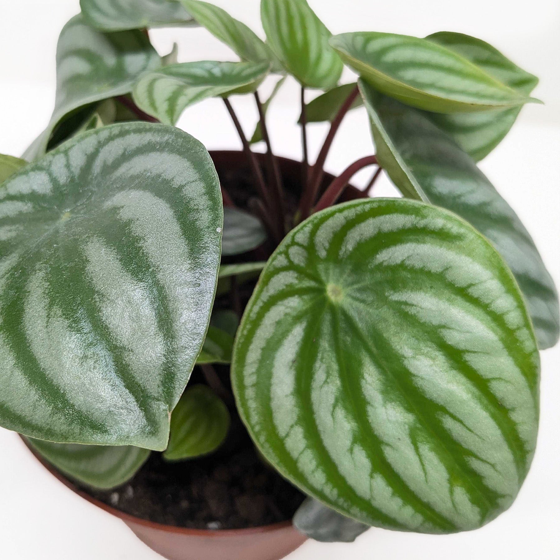 Peperomia Watermelon