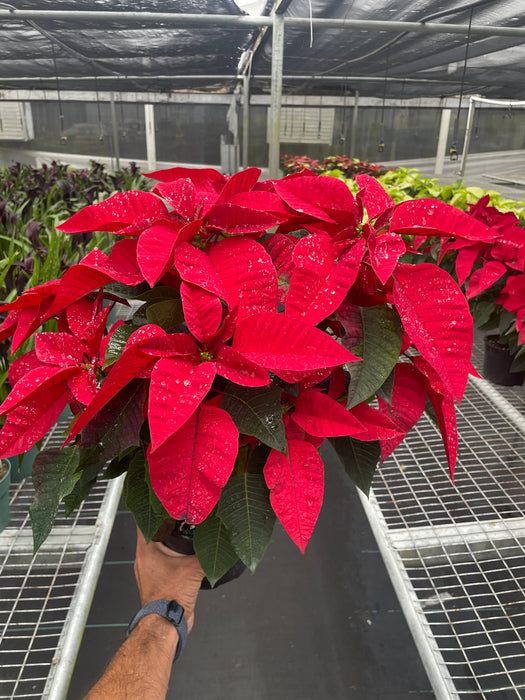 Poinsettia