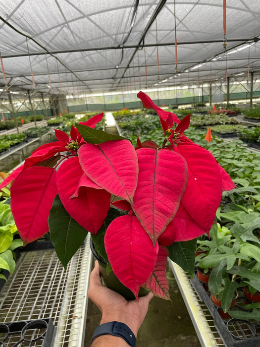 Poinsettia