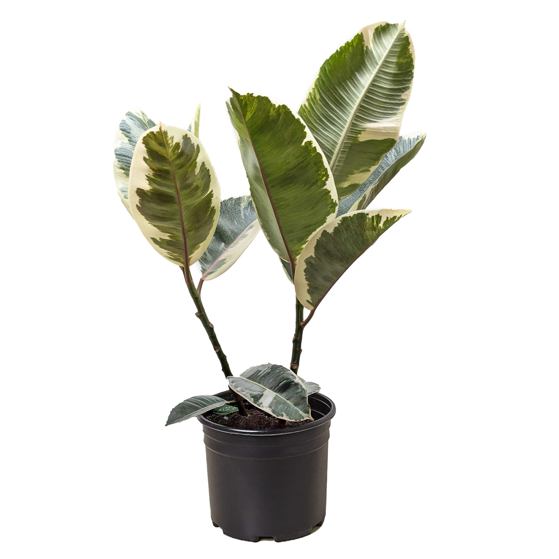 Ficus Elastica 'Tineke'