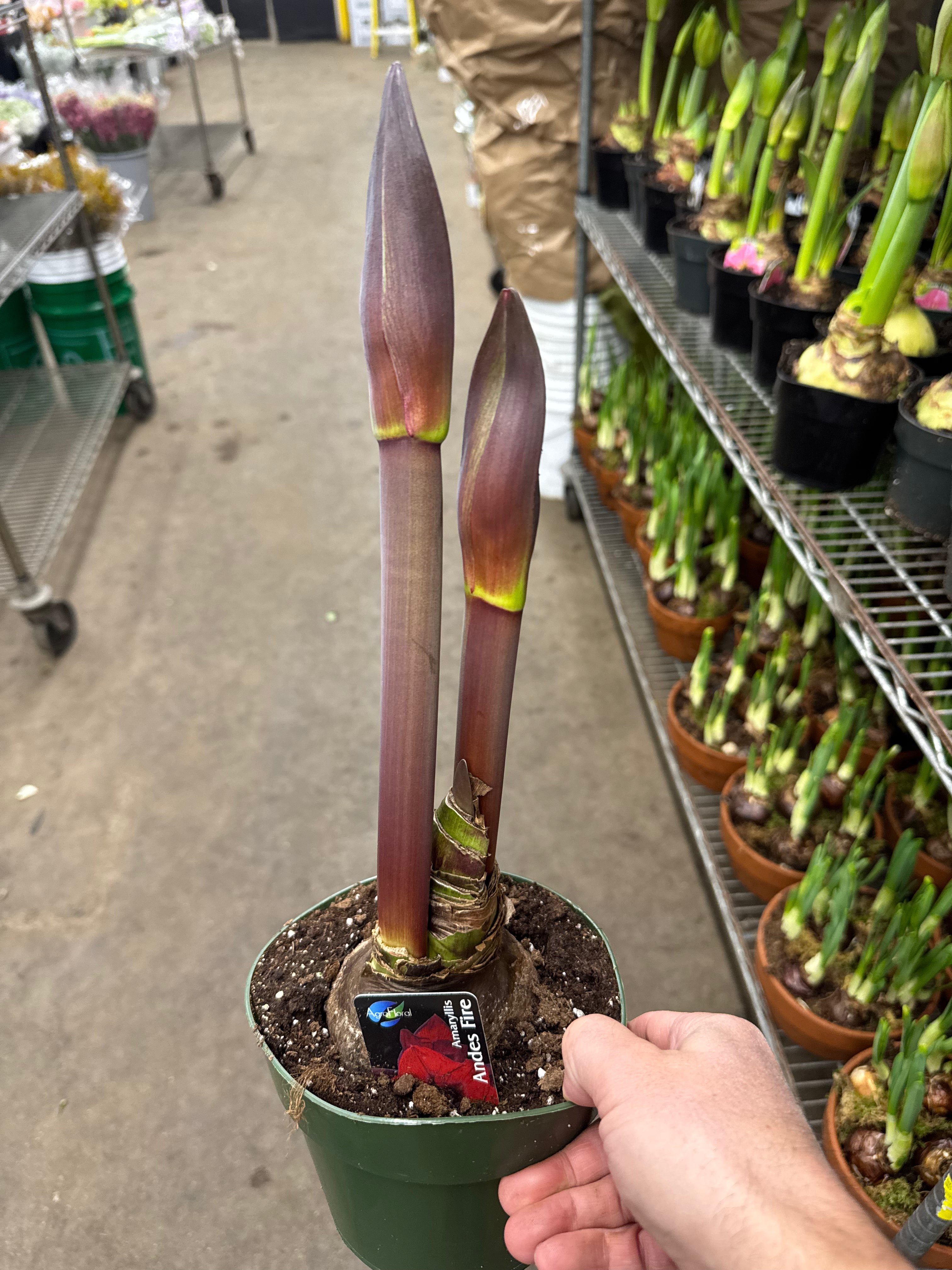 Amaryllis in Nursery Pot (red, white, striped)