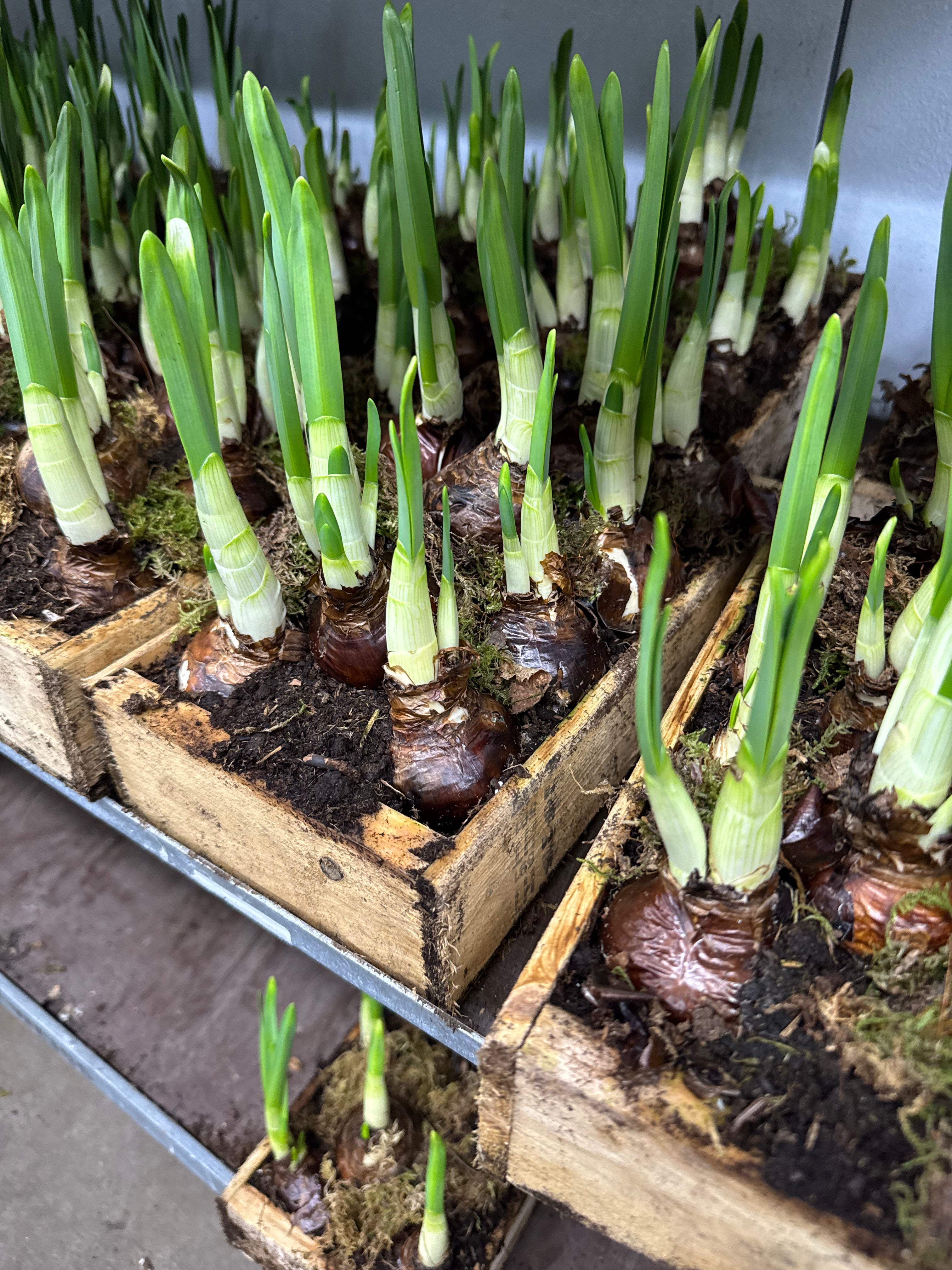 Paperwhites in Wood Box