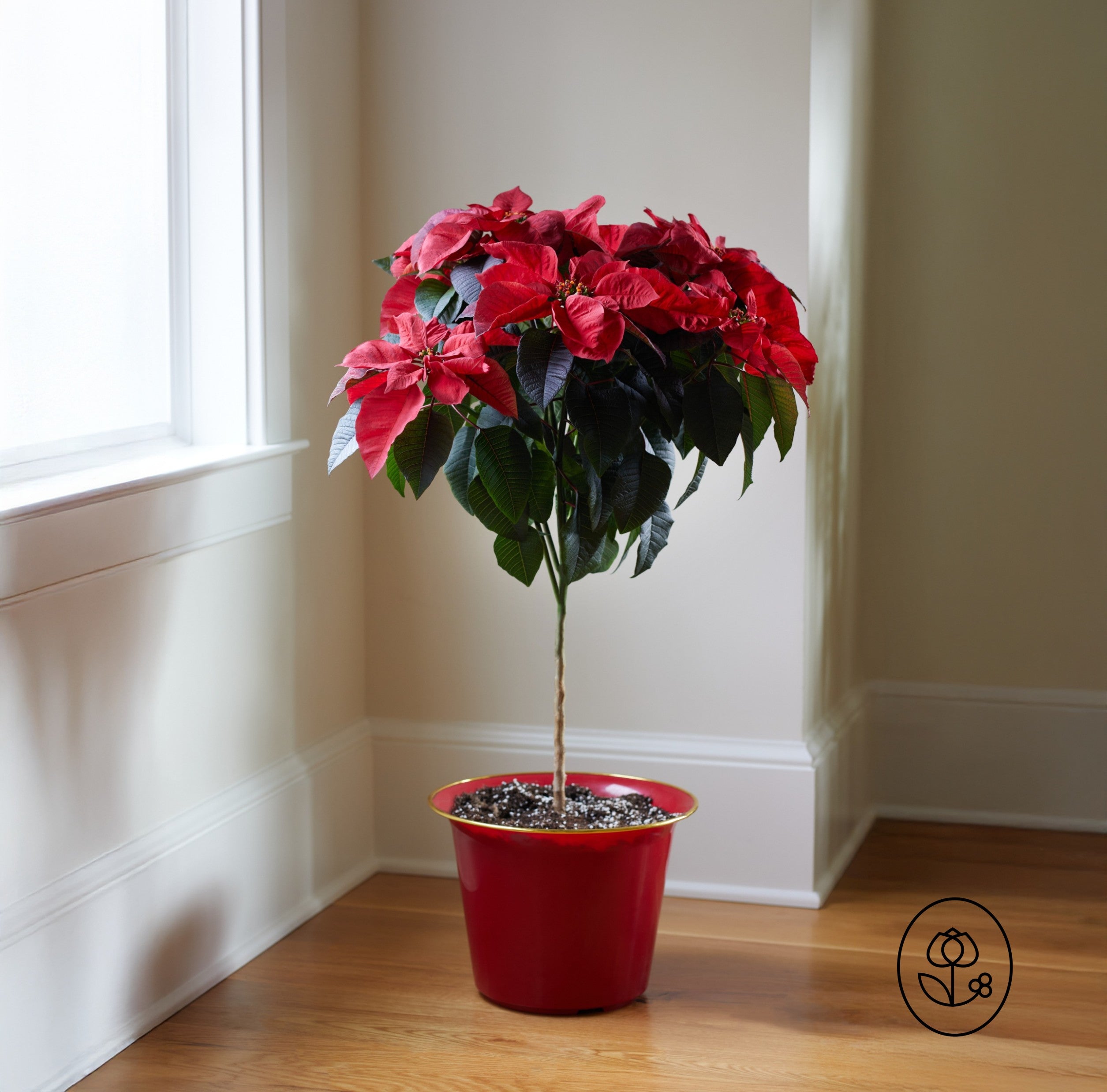 Poinsettia Tree 10"